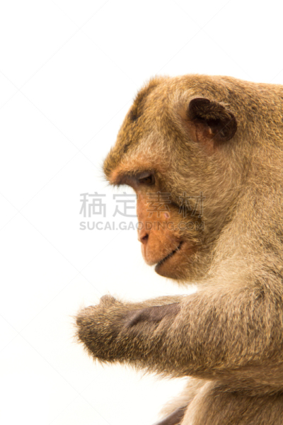 猴子,白色背景,肖像,分离着色,垂直画幅,巴厘岛,动物身体部位,热带雨林,野外动物,猕猴