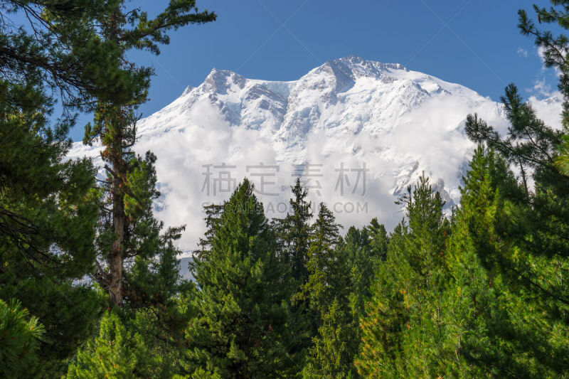 山,南迦帕尔巴特峰,松树,草地,仙女,巴基斯坦,褐色,水平画幅,雪,无人