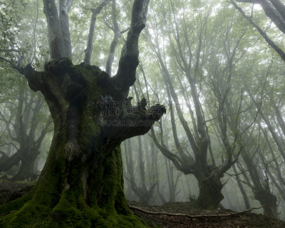 Beech tree forest
