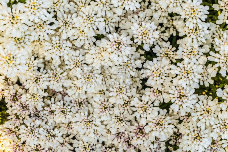 白色,植物,多年生植物,自然,白烛葵,背景,芳香的,水平画幅,无人,户外