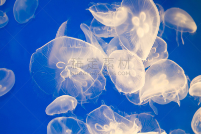 水母,海洋学家,蛇发女妖,水,未来,艺术,水平画幅,形状,微生物学,月亮
