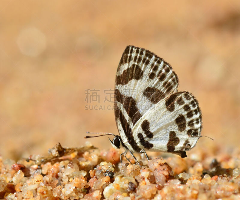 蝴蝶,pipevine swallowtail butterfly,凤尾蝶,荧光色,自然,水平画幅,生物,无人,夏天,户外