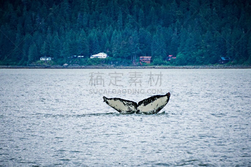 观看鲸鱼,海峡,阿拉斯加,水,水平画幅,水下,野外动物,户外,哺乳纲,奥克湾