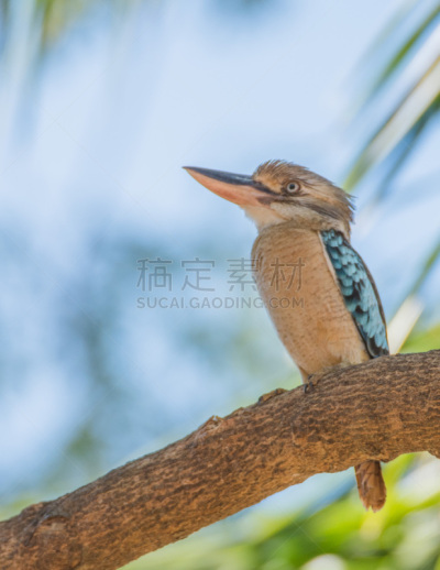笑翠鸟,蓝色,翅膀,特写,自然,北领地州,前景聚焦,动物主题,垂直画幅,看