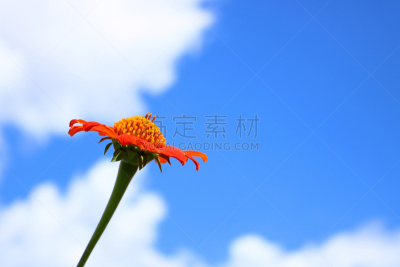 特写,蓝色,红色,墨西哥向日葵,天空,留白,公园,水平画幅,云,夏天