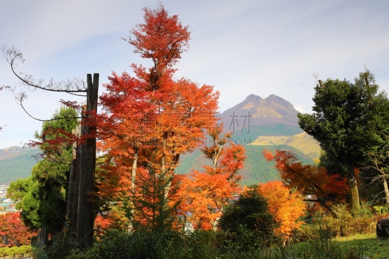 汤布院,秋天,叶子,凫山,由布市,大分县,鸡爪枫,枫叶,水平画幅,无人