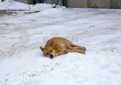 狗,雪,冬天,牧羊人,腊肠犬,可爱的,湿,草坪,外套