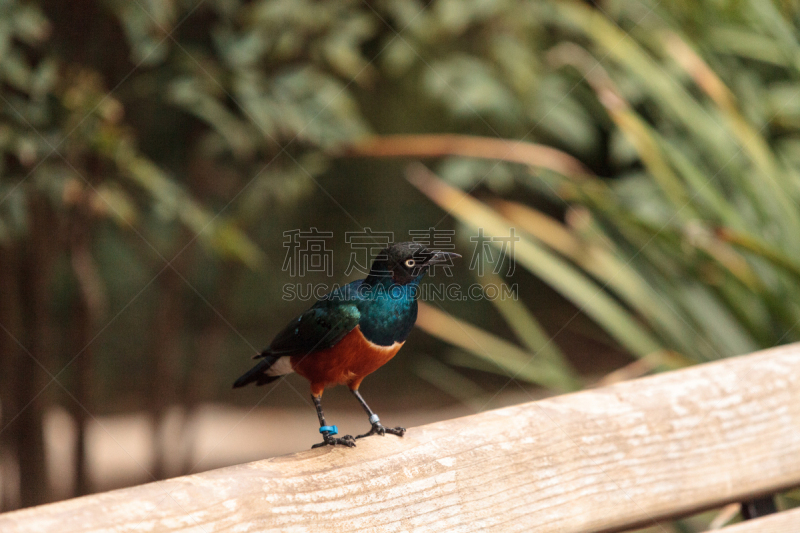 superb starling,褐色,黄金,野生动物,美国,水平画幅,绿色,无人,蓝色,鸟类