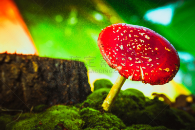 苔藓,斑点,红色,白色,自然美,蘑菇,褐色,水平画幅,无人,夏天