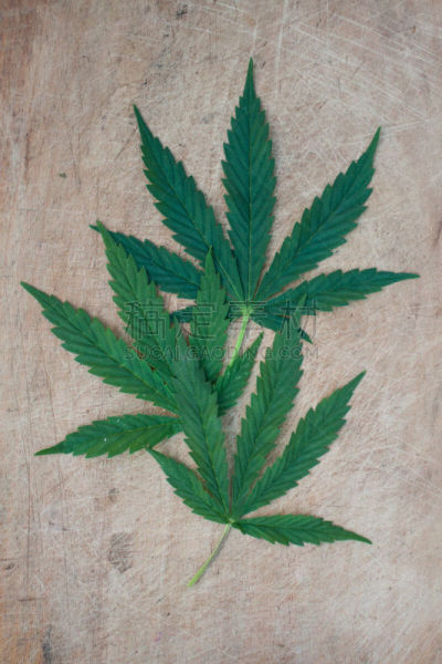 叶子,垂直画幅,禁止的,烟,草,白色,植物,农业,自然,瘾君子