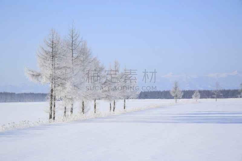 雪,雾凇,落叶松,植物,水平画幅,无人,亚洲,日本,摄影