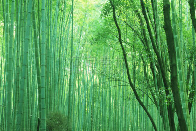 嵯峨野,上京区京都,岚山,竹林,京都府,水平画幅,地形,无人,日本,材料