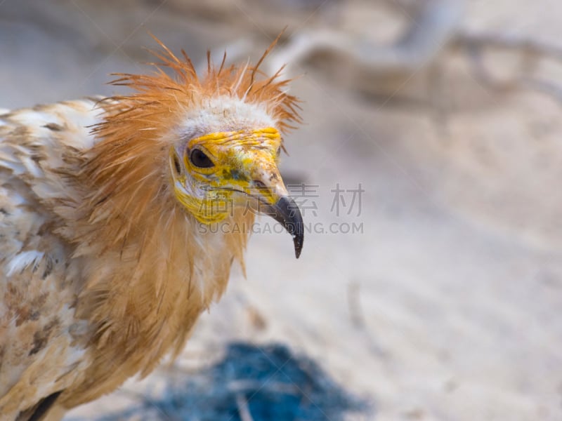 egyptian vulture,索科特拉岛,也门,秃鹰,自然,野生动物,食肉鸟,水平画幅,无人,鸟类