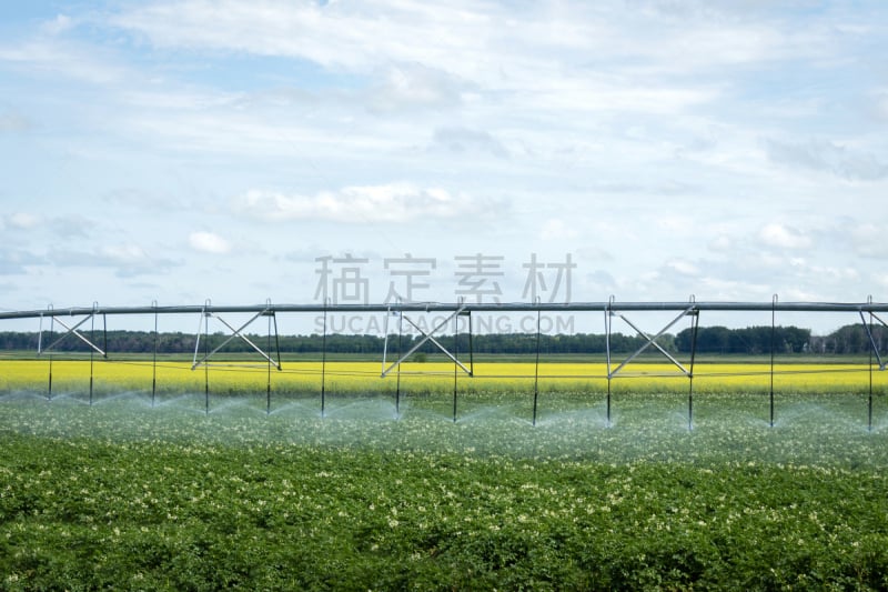 灌溉设备,水,夏天,农作物,自动喷水机,马尼托巴湖,芸苔,天空,车轮,喷