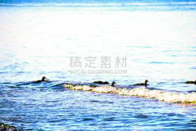 自由,鸭子,混合泳,呷呷叫,树林鸭,中等动物群体,太平洋海岸山脉,温哥华岛,加拿大文明,野鸭