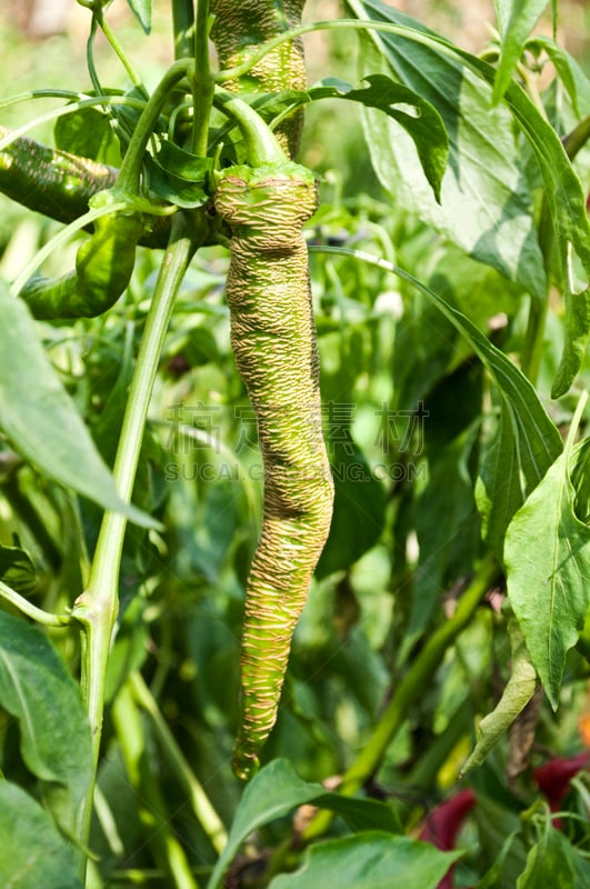 菜园,青椒,黑色树眼镜蛇,东非绿树蛇,垂直画幅,无人,夏天,户外,农作物,田地