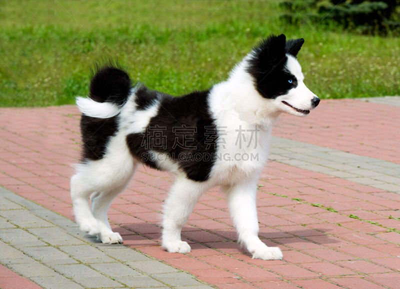 莱卡犬,伊乐藻属植物,爱斯基摩犬,萨哈共和国,日本秋田犬,雪橇犬,受过训练的狗,水平画幅,雪,无人