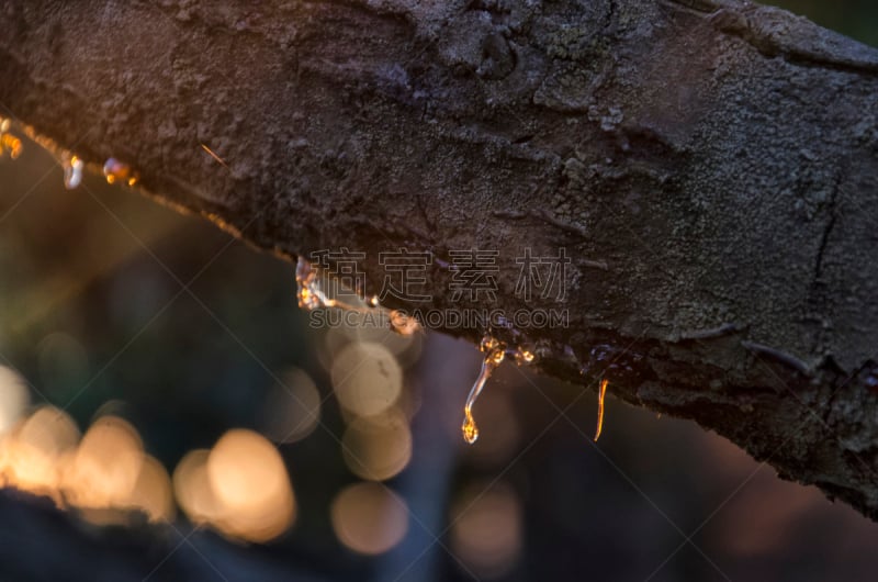 Rosin of a tree branch