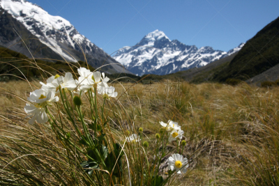 库克山,百合花,麦肯齐地区,库克山国家公园,草丛,库克山脉,新西兰坎特伯雷地区,毛利人,南阿尔卑斯山脉,观赏草