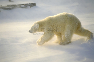 小熊,南极洲,北极熊,自然,野生动物,水平画幅,雪,无人,野外动物,户外