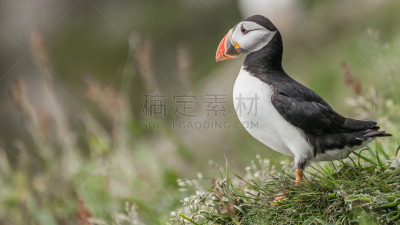 法罗群岛,岛,北,大西洋海雀,孵卵所,鲱鱼,角嘴海雀,动物喊叫,冻原,小丑