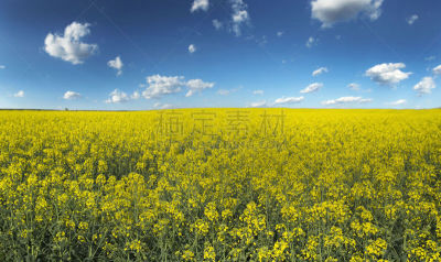 芸苔,蓝色,农作物,油菜花,田地,在上面,孟山都,自然,草地,水平画幅