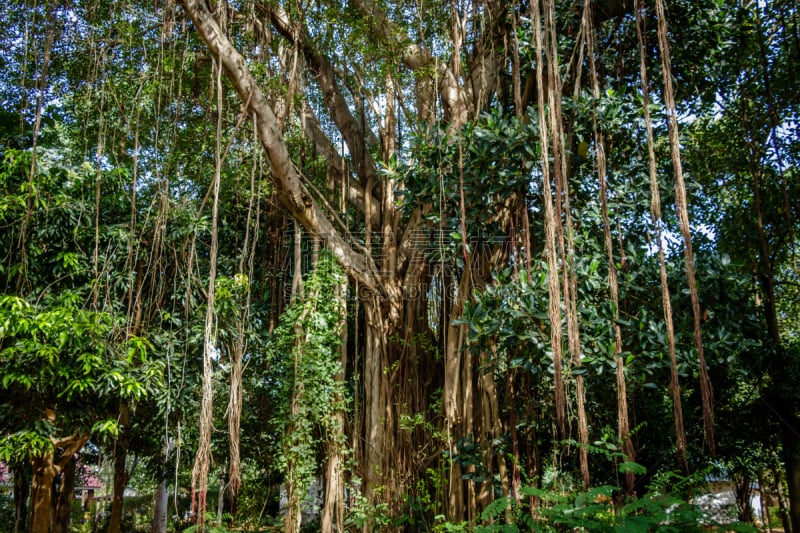 moreton bay fig,水平画幅,无人,平视角,热带雨林,户外,赤道线,方向,植物,热带气候