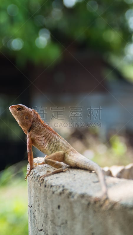 蜥蜴,色彩鲜艳,混凝土,垂直画幅,褐色,动物学,动物身体部位,户外,泰国,变色龙