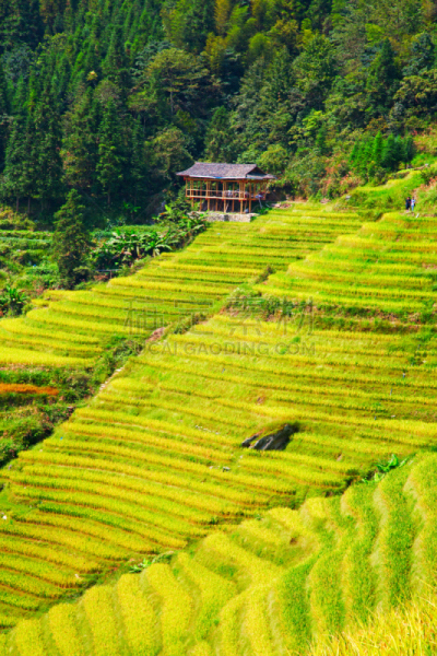 稻,梯田,龙脊梯田,垂直画幅,美,枝繁叶茂,山,传统,户外,水稻梯田