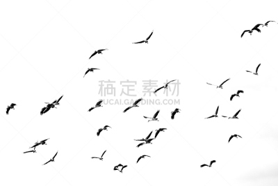 鸟类,黑白图片,纯净,图像,水平画幅,灰度图像,留白,飞,摄影