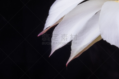 仙人掌,桶仙人掌,芳香的,下水塞,装管,荆棘,尖利,夏天,干的,室内植物