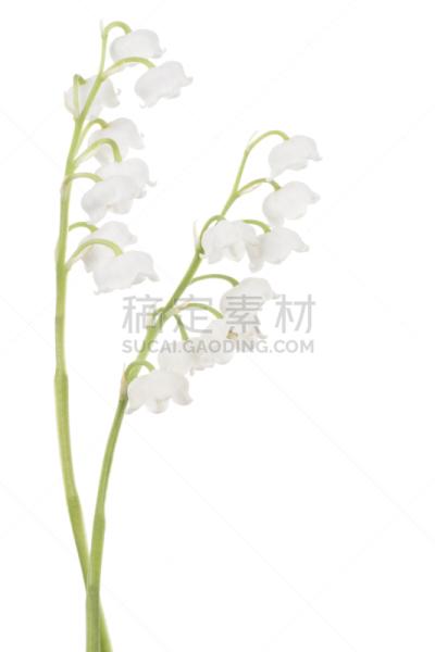 铃兰,垂直画幅,留白,绿色,无人,白色背景,柔和色,背景分离,野生植物,特写