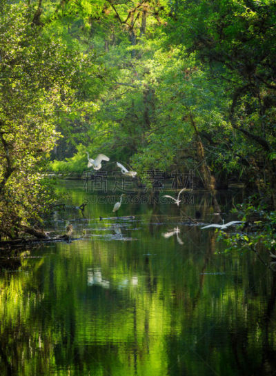 大柏树沼泽区,一群鸟,白鹭,河流,生态旅游,鹭科,垂直画幅,水,无人,鸟类