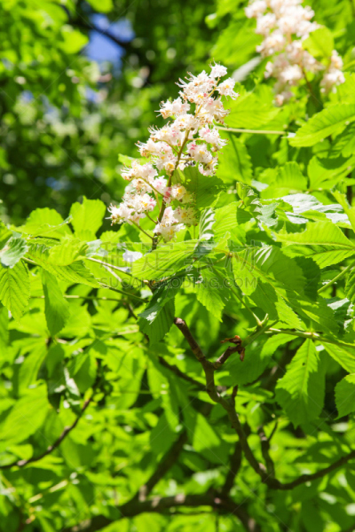 仅一朵花,垂直画幅,公园,六月,枝繁叶茂,无人,五月,夏天,特写,活力