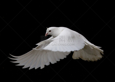 鸽子,白色,图像,水平画幅,翅膀,动物身体部位,鸟类,黑色背景,飞,摄影