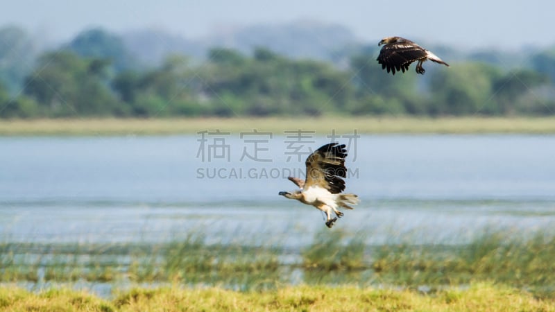 白腹海雕,斯里兰卡,泻湖,红棕色马,海鹰,食肉鸟,水平画幅,无人,鸟类,两只动物