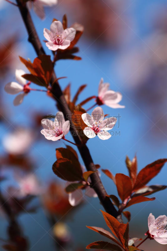 花朵,水果,兼六园,垂直画幅,里山,樱花,樱桃,无人,户外,仅一朵花