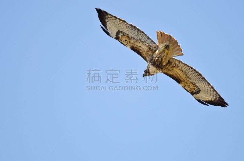 红尾鹰,蓝色,天空,红尾蟒蛇,自然,褐色,野生动物,食肉鸟,水平画幅,鸟类