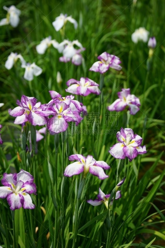 鸢尾,白菖蒲,白色,东京,紫色,垂直画幅,风景,图像,花瓣,植物