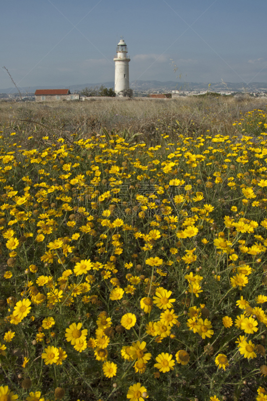 玉米,雏菊,自然,垂直画幅,塞浦路斯,花边灯笼裤,无人,丰富,夏天,灯塔楼