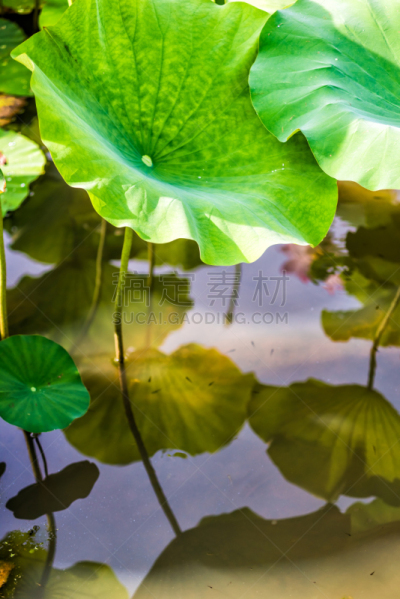 荷花,巨大的,夏天,百合花,池塘,日光,沼泽,特写,防护品,垂直画幅