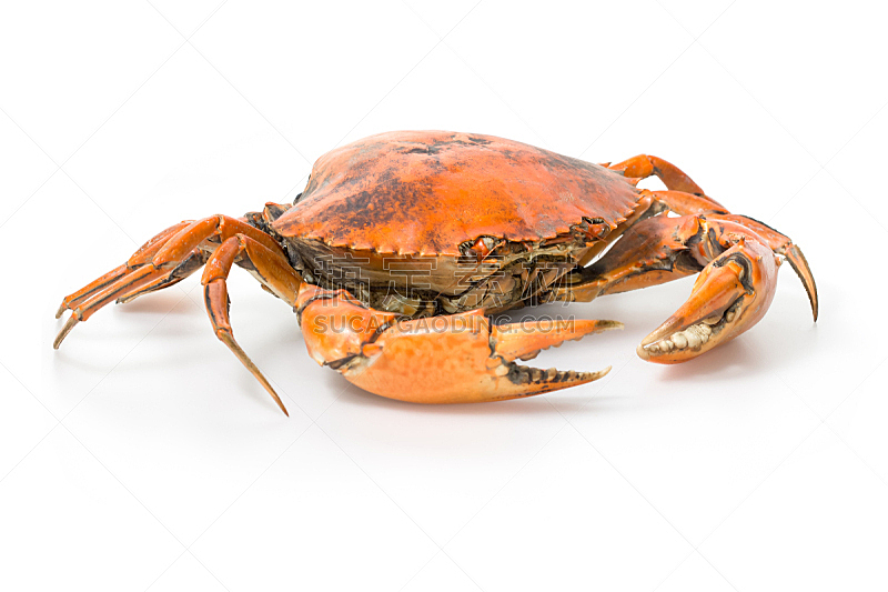 螃蟹,煮食,水平画幅,膳食,海产,背景分离,红色,餐馆,2015年,食物状态