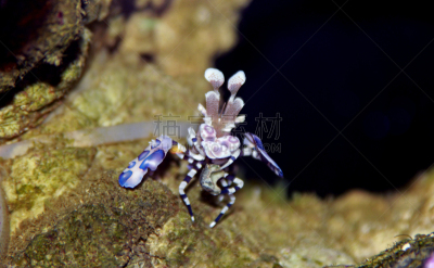 礁石,丑角虾,水族馆,可爱的,湿,野生动物,海星,动物,背景,秀丽隐杆线虫