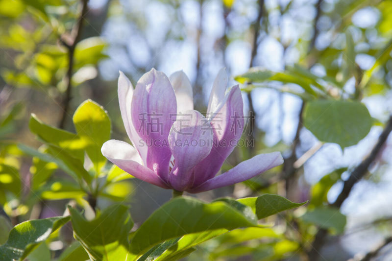 玉兰类,花朵,公园,复活节,水平画幅,花蕾,植物,枝,植物学,清新