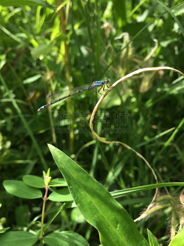 植物,蜻蜓,自然,垂直画幅,蓝色,2015年,动物,动物身体部位,翅膀,昆虫