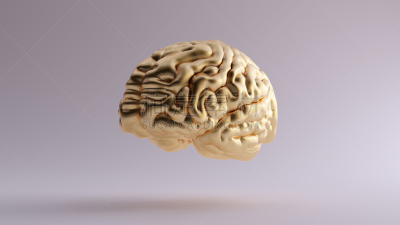 黄金,绘画插图,左撇子,外立面,三维图形,脑部,神经系统,小脑