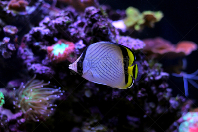 流浪蝴蝶鱼,水,水平画幅,无人,水下,野外动物,大洋洲,礁石,水族馆,环境