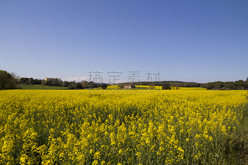 田地,黄色,天空,美,水平画幅,草原,户外,乡村风格,草,开花时间间隔