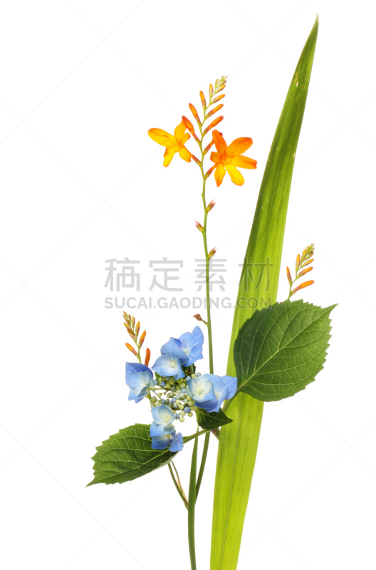 自然,垂直画幅,无人,白色背景,背景分离,自然美,花束,植物,英国,植物学