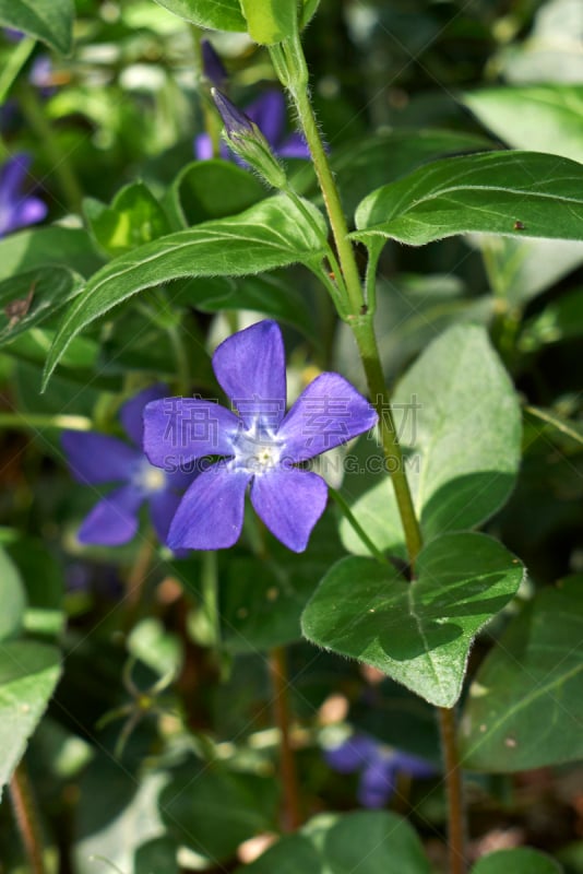 训练盖,大广场,马约尔广场,常绿植物,攀缘植物,垂直画幅,林区,无人,casa de la panaderia,statue of philip iii